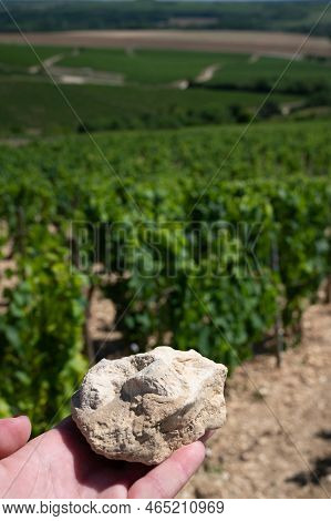 Sample Of Soil From Chablis Grand Cru Appellation Vineyards, Limestone And Marl Soils With Oyster Fo