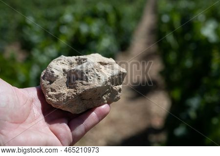 Sample Of Soil From Chablis Grand Cru Appellation Vineyards, Limestone And Marl Soils With Oyster Fo