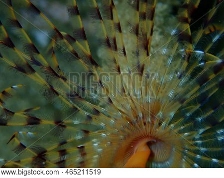 Marine Polychaete Mediterranean Fanworm Or Feather Duster Worm, European Fan Worm (sabella Spallanza