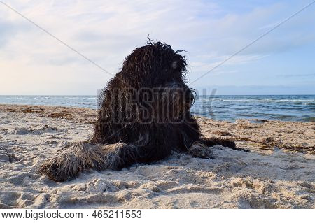 Goldendoodle Is Lying In The Sand On The Beach In Front Of The Sea In Denmark. Long Black Fur With L