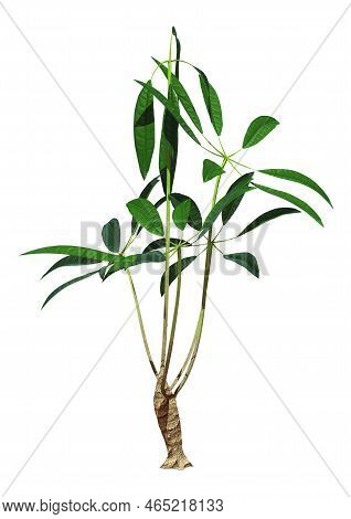 3D Rendering Pachira Aquatica Plant On White