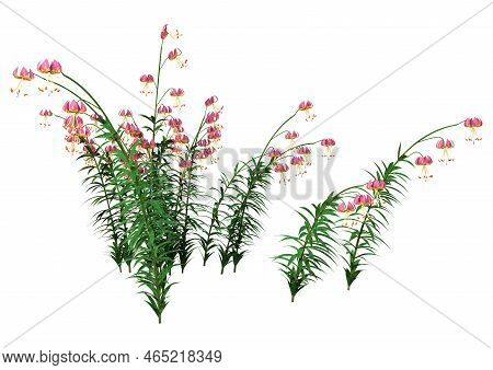 3D Rendering Martagon Lilies On White