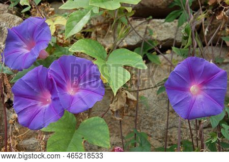 Soft Focus. Morning Glory Flowers. Ipomoea Indica .family Convolvulaceae, Ocean Blue Morning Glory .