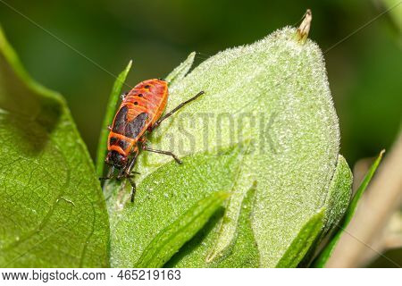 Firebug Macro Shot. Pyrrhocoris Apterus Close-up. Spotted Insect.