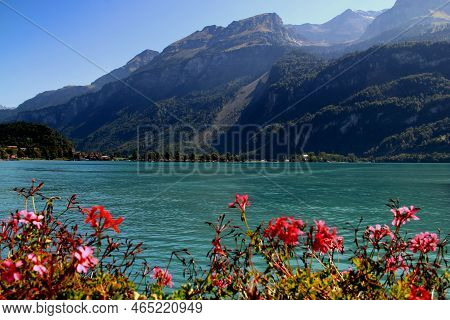Landscape With The Azure Water Of Lake Brienzersee And Pink Flowers In The Foreground And Mountains 
