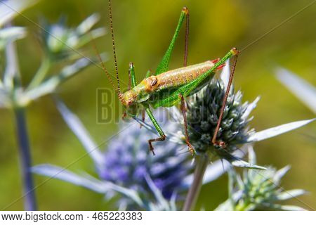 Green Grasshopper With Black, Green And White Stripes On His Back, Sitting On A Blue Thistle Amethys