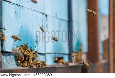 Close Up Of Flying Bees. Wooden Beehive And Bees. Plenty Of Bees At The Entrance Of Old Beehive In A