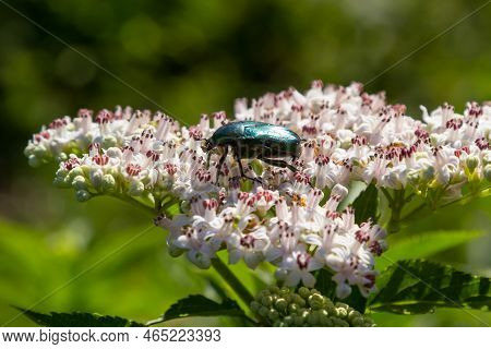 Green Rose Chafer Cetonia Aurata On Danewort Sambucus Ebulus Flowers. Image With Local Focusing