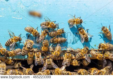Close Up Of Flying Bees. Wooden Beehive And Bees. Plenty Of Bees At The Entrance Of Old Beehive In A