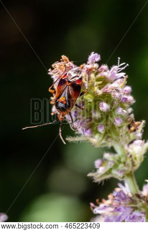 Closeup On A Small Mirid Bug, Deraeocoris Ruber , Hanging On A Green Leaf In The Garden