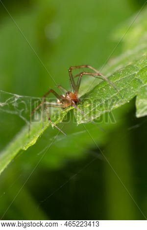 Natural Linyphia Triangularis Spider, Summer Sunny Day Natural Environment. Macro Photo