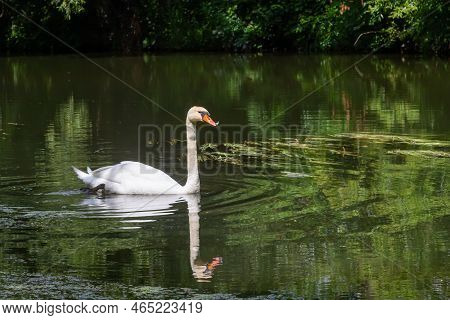 Mute Swan Cygnus Olor Gliding Across A River. Summer Sunny Day Natural Environment