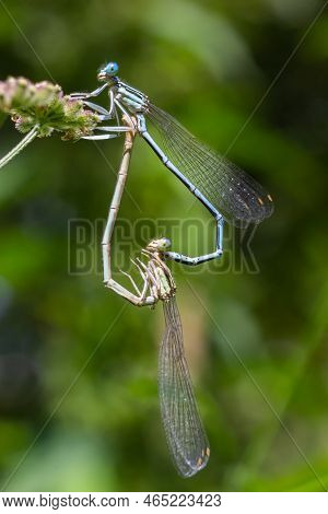 Close-up Of Two Feather Dragonflies Platycnemis Pennipes Mating, Forming A Heart With Their Bodies,