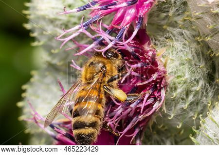 Bee On Lesser Burdock Bud Close-up View With Selective Focus On Foreground