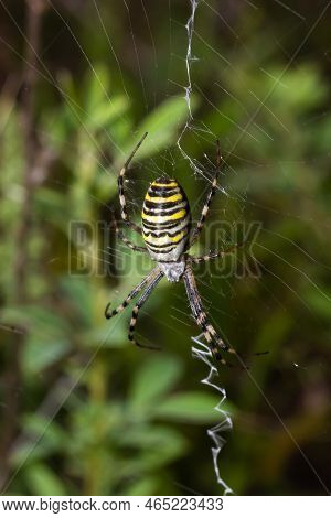 A Wasp Spider In A Large Web On A Background Of Green Grass On A Sunny Day. Argiope Bruennichi