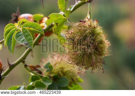 Rose Bedeguar Gall, Caused By The Gall Wasp Diplolepis Rosae, On A Leaves Of A Field Rose.bedeguar G
