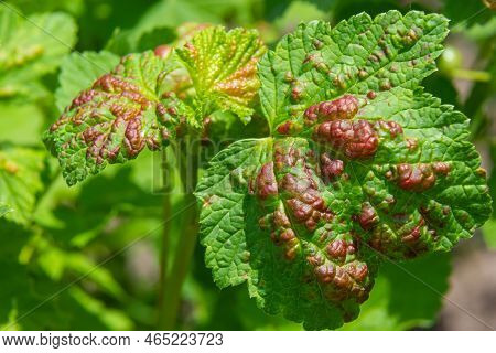 Branch Of Fruit Tree With Wrinkled Leaves Affected By Black Aphid. Cherry Aphids, Black Fly On Cherr
