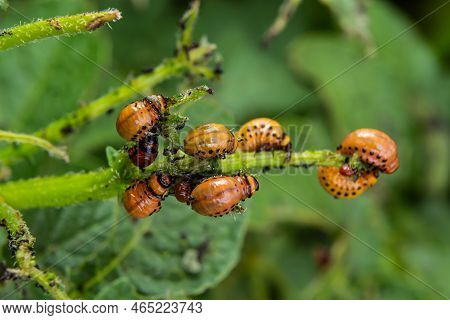 Potato Cultivation Destroyed By Larvae And Beetles Of Colorado Potato Beetle, Leptinotarsa Decemline