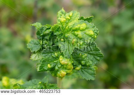 Gallic Aphid On The Leaves Of Red Currant. The Pest Damages The Currant Leaves, Red Bumps On The Lea