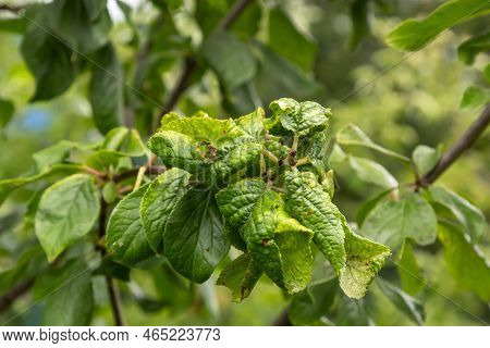 Plum Branch With Wrinkled Leaves Affected By Black Aphid And Spider Net. Plum Aphids, Black Fly On F