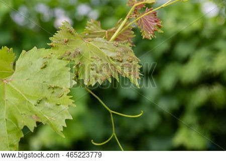 Grapevine Leaves With Erinosis, A Disease Of The Mite Colomerus Vitis.