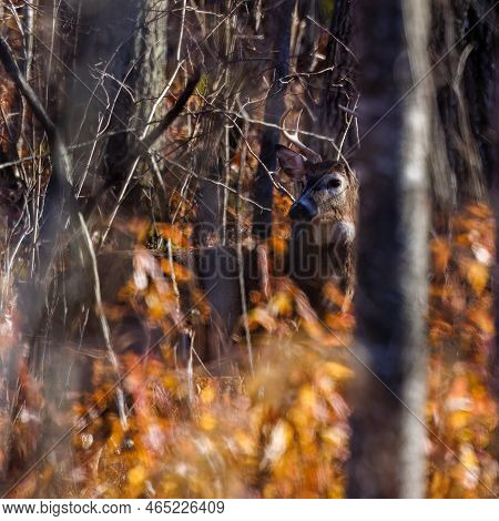 White-tailed Buck (odocoileus Virginianus) In Thick Brush During Fall In Wisonsin. Selective Focus, 
