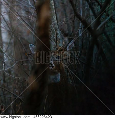 White-tailed Buck (odocoileus Virginianus) In Thick Brush During Fall In Wisonsin. Selective Focus, 