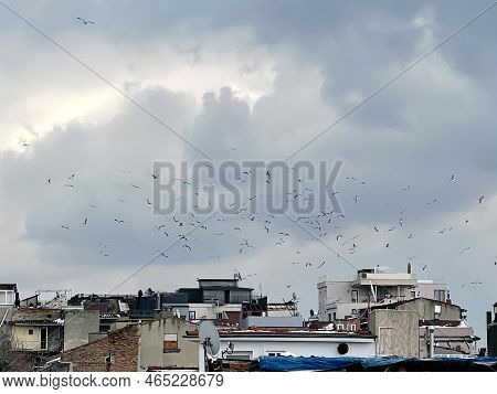 View On Old Istanbul Buildings With Loudy Sky And Seagulls