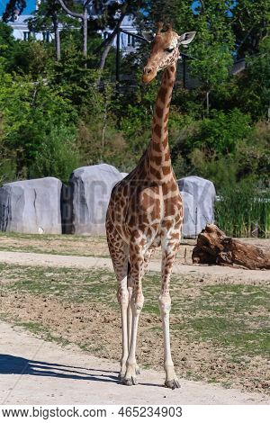 Portrait Shot Of Young Beautiful Healthy Female Giraffe .