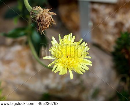 The Flower Of A Soft-haired Sulphur Seed (urospermum Dalechampii). They Belong To The Composite Plan