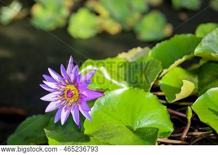A Blue Egyptian Water Lily With Flower. Mymphaea Nouchali Var. Caerulea.