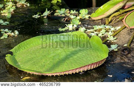 The Leaves Of The Giant Water Lily (victoria Cruziana) In A Pool That Has Just Been Drained.