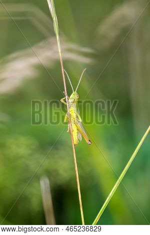A Common Grasshopper (pseudochorthippus Parallelus) On A Grass Branch.