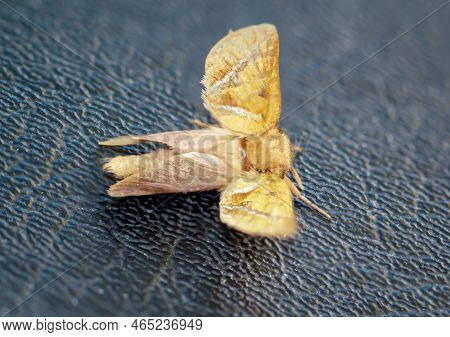 Close-up Of A Dock Rootworm (triodia Sylvina) On A Black Leathery Surface.