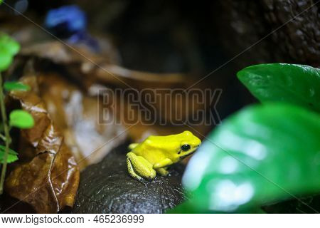 A Poison Arrow Frog In A Very Humid Climate Controlled Terrarium.