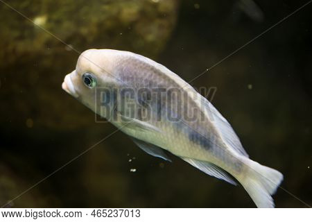 Portrait Of A Colorful Malawi Cichlid In The Aquarium.