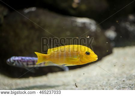 Portrait Of A Colorful Malawi Cichlid In The Aquarium.