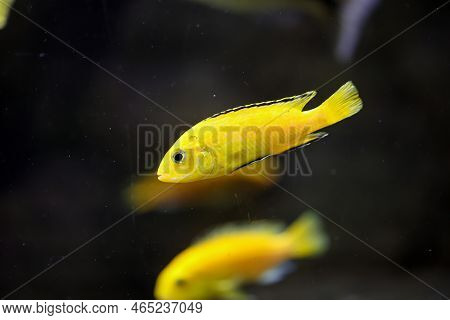 Portrait Of A Colorful Malawi Cichlid In The Aquarium.