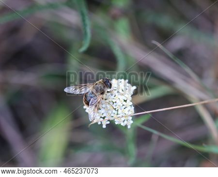 A Dung Bee Sits On The Flower Of Yarrow.