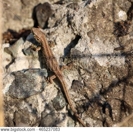 Close-up Of A Fence Lizard In Nature. Males Are Green, Females Are Brown.