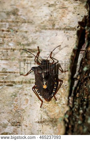 A Red-legged Tree Bug (pentatoma Rufipes) On A Birch Tree.