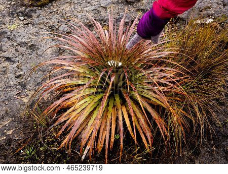 A Person Pointing At A Puya (bromelia) Plant With Snow In The Cajas Natonal Park In The Andean Highl