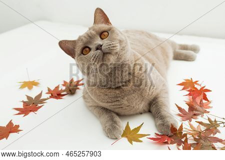 Scottish Cat On White Background. Scottish Cat With Autumnal Fall Leaves