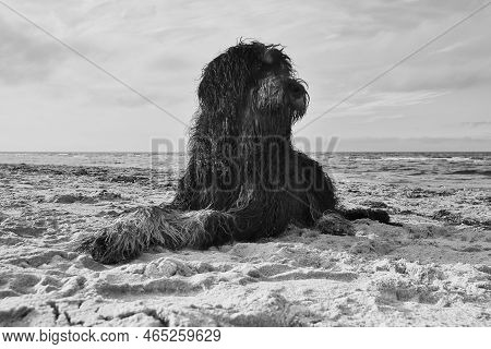 Goldendoodle In Black And White Taken, Lying In The Sand On The Beach In Front Of The Sea In Denmark