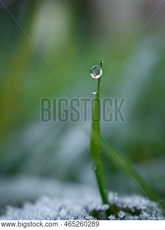 The First Frost On The Leaves Of Plants At The Foot Of A Blade Of Grass.
