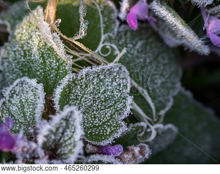 Close-up Of The First Frost On Lemon Balm Leaves. Frost Texture.