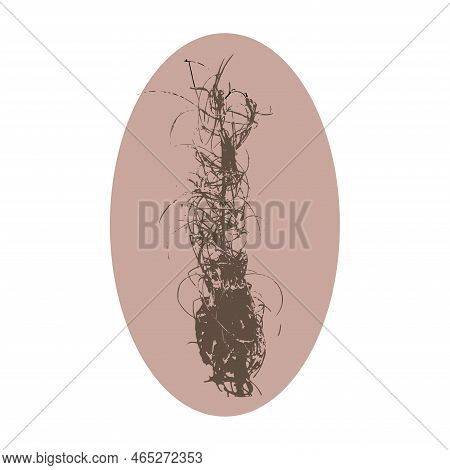 Ivan Tea Dry Herb Pink Background Nature Flower