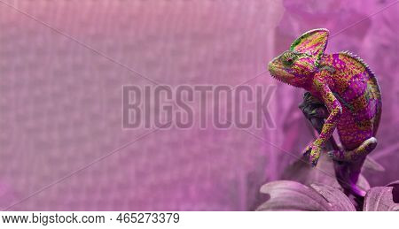 The Multicolored Pink Chameleon Chamaeleonidae Is A Family Of Lizards That Can Change Body Color. Br