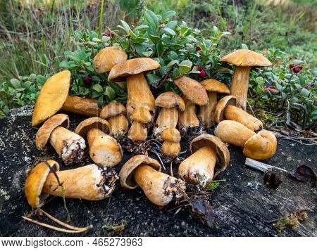 Group Of The Velvet Bolete Or Variegated Bolete (suillus Variegatus) On The Tree Stem In The Forest.