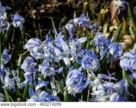 Close-up Shot Of The Ornamental Plant - Scilla Rosenii Bearing Racemes Of Star-shaped, Very Pale Blu